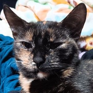 Meet your Posher, Aspen